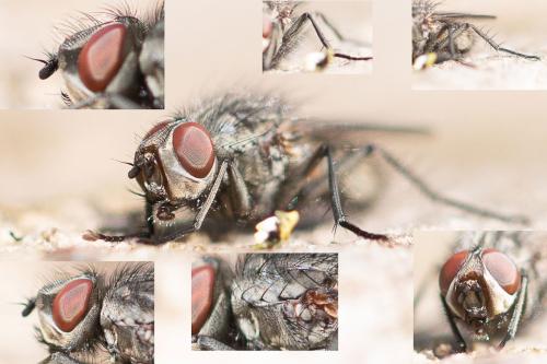 Leucophora obtusa